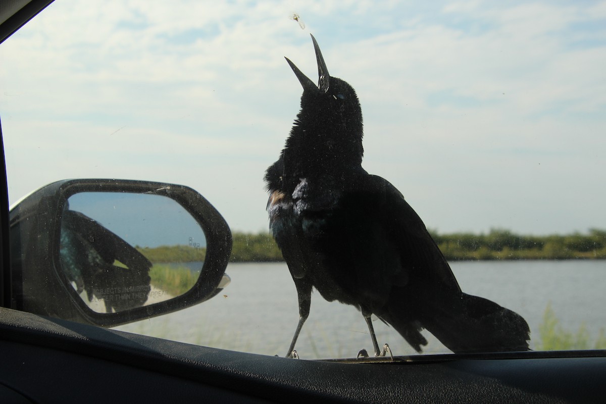 Boat-tailed Grackle - David Blockstein