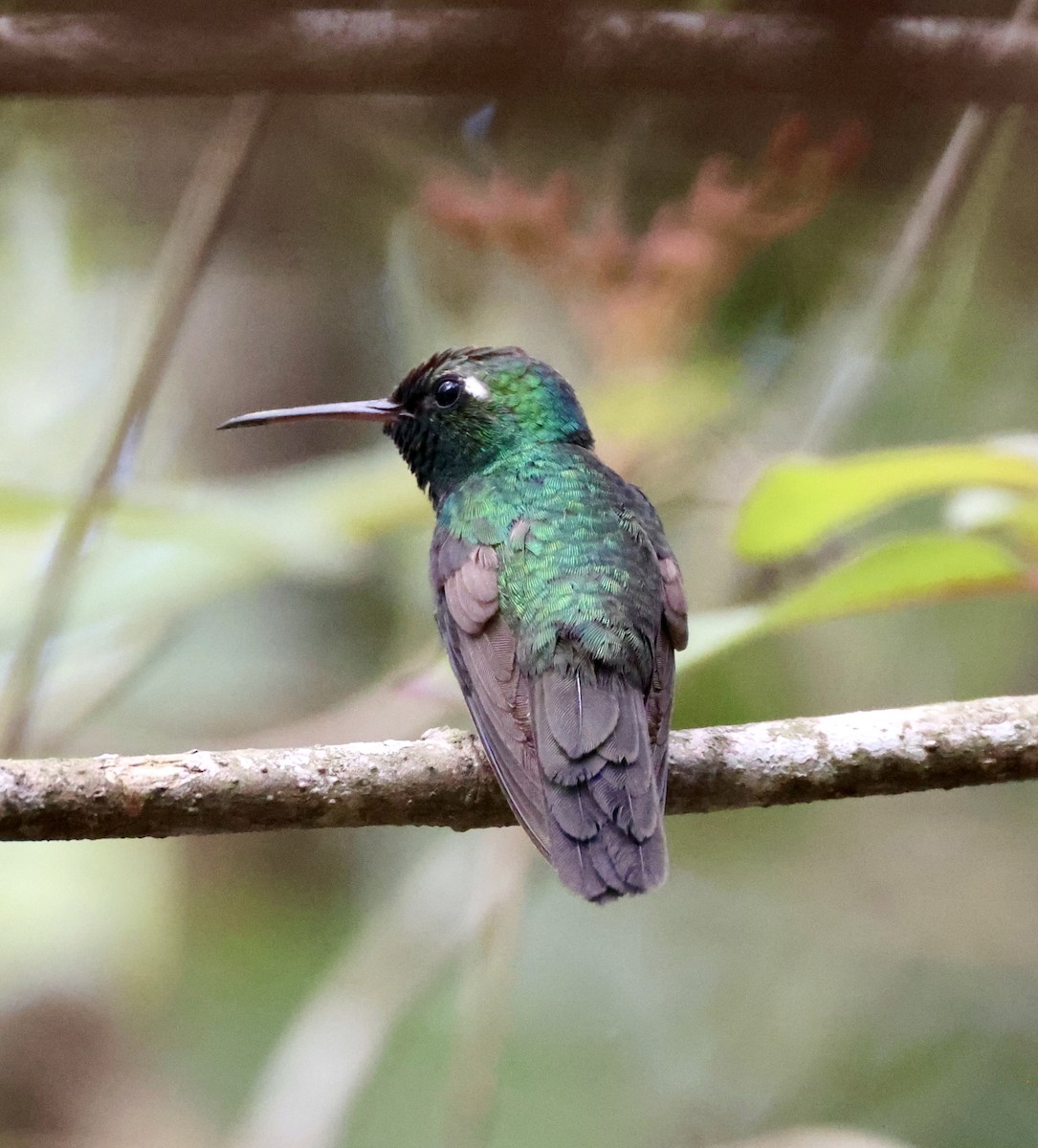 kolibřík kubánský - ML619298160
