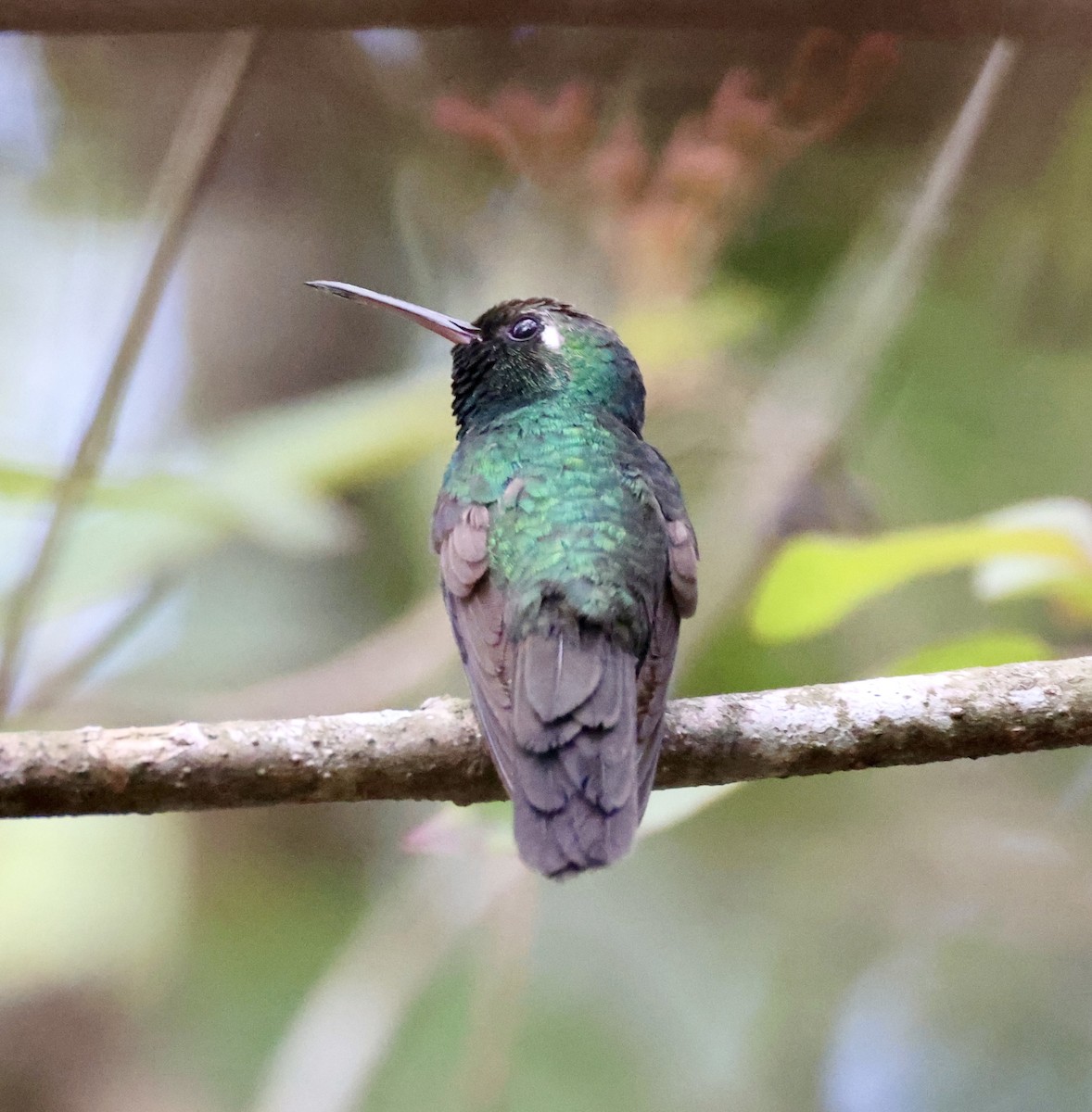 kolibřík kubánský - ML619298161