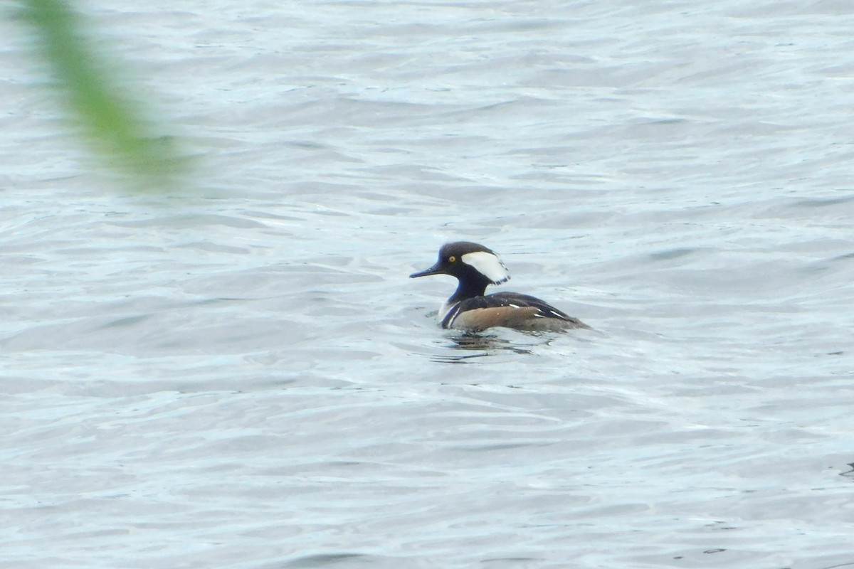 Hooded Merganser - Eddie Politz