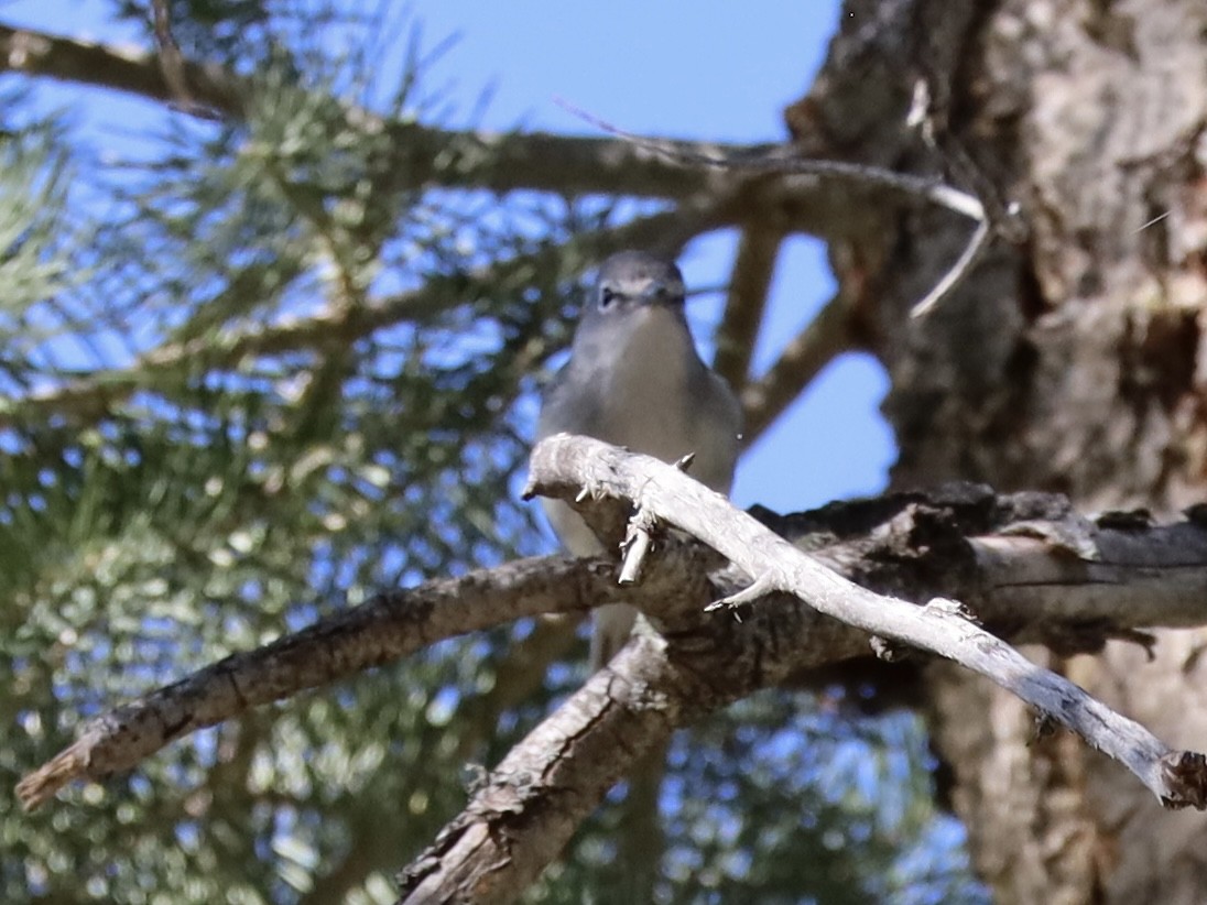 Plumbeous Vireo - Mohini Rawool-Sullivan