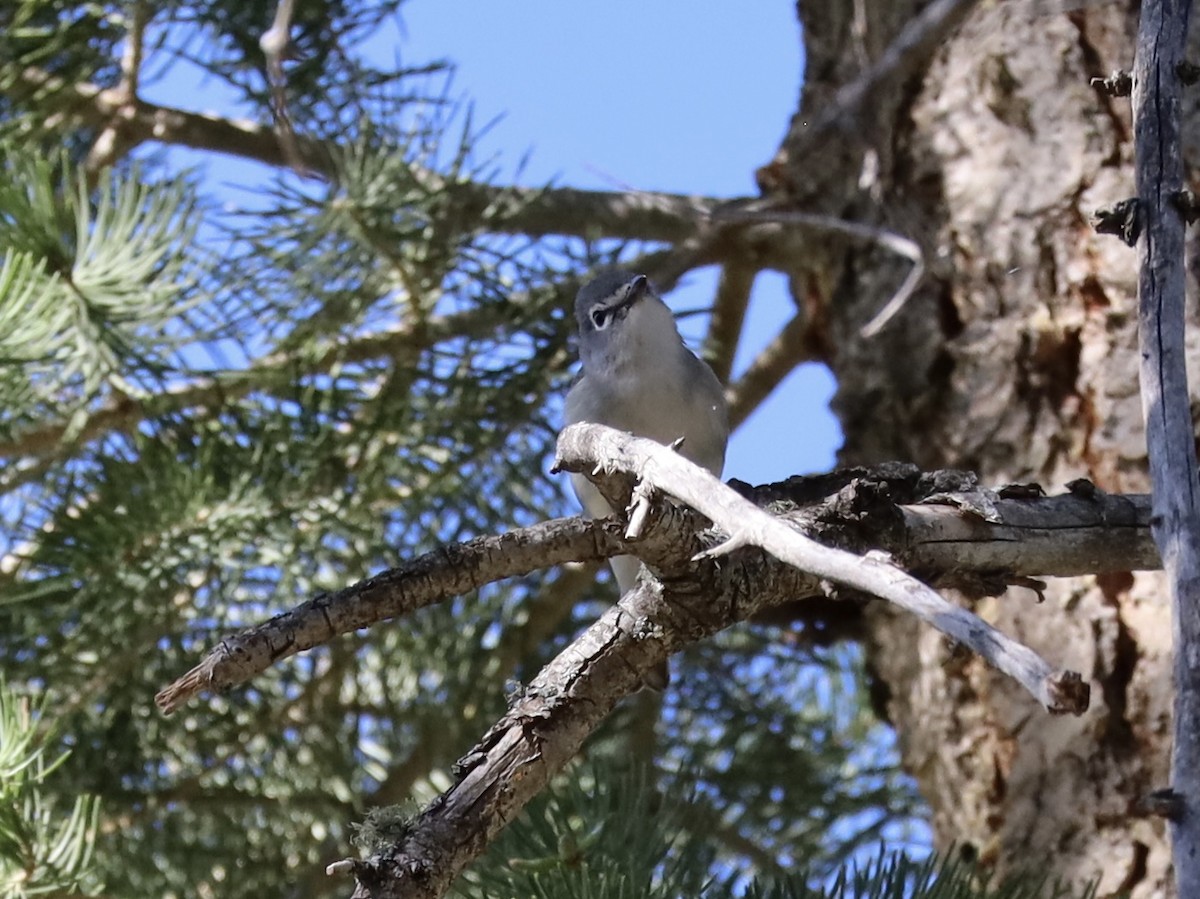 Plumbeous Vireo - Mohini Rawool-Sullivan