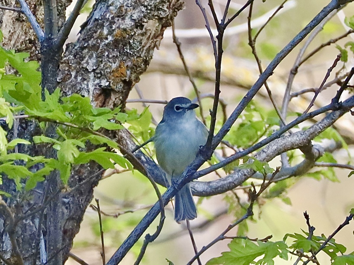 Plumbeous Vireo - Mohini Rawool-Sullivan