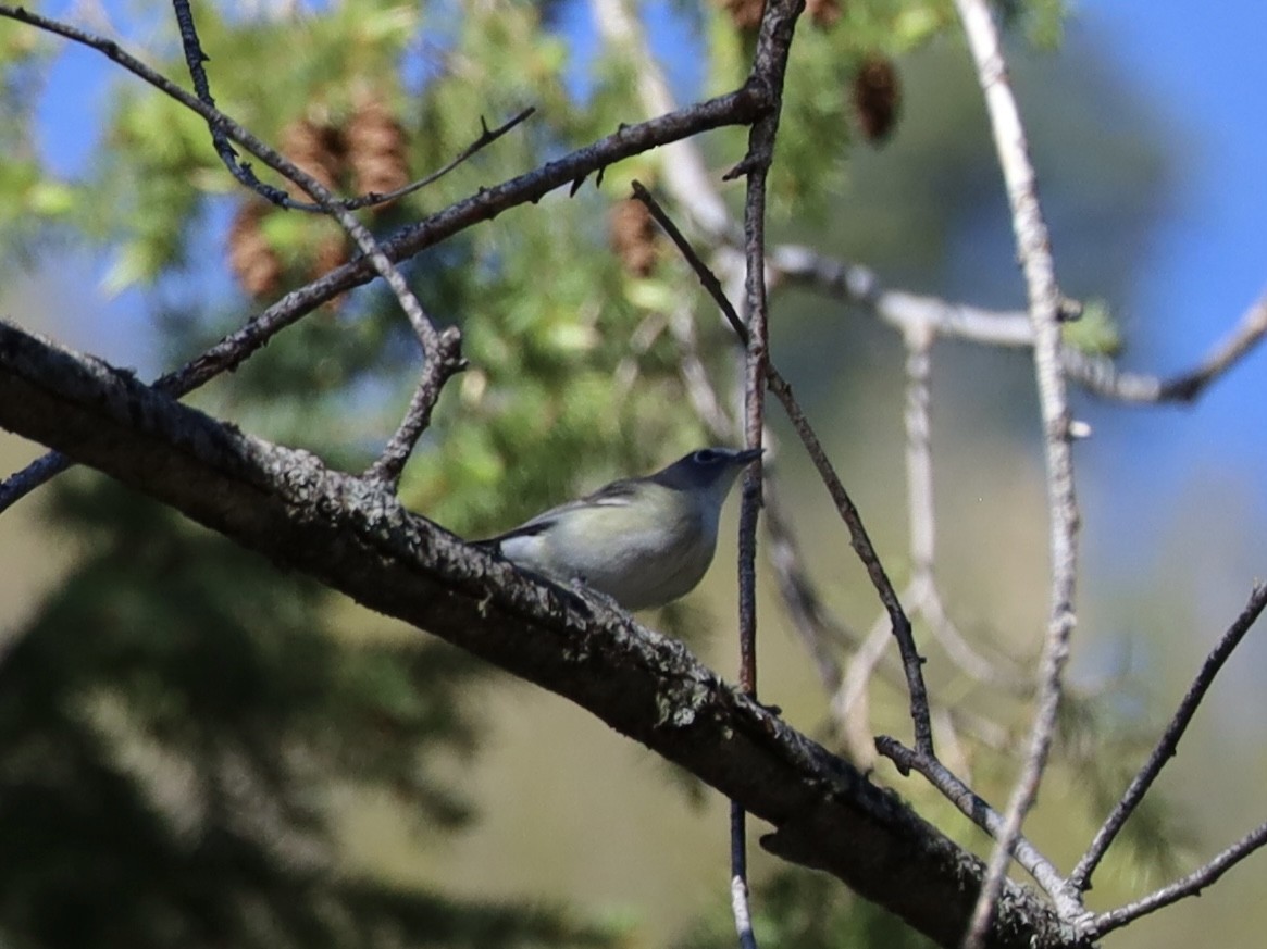 Plumbeous Vireo - Mohini Rawool-Sullivan