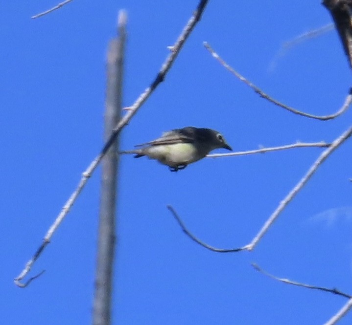 Plumbeous Vireo - Mohini Rawool-Sullivan