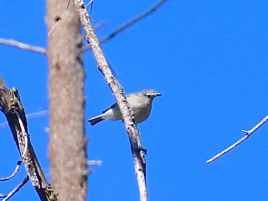 Plumbeous Vireo - Mohini Rawool-Sullivan