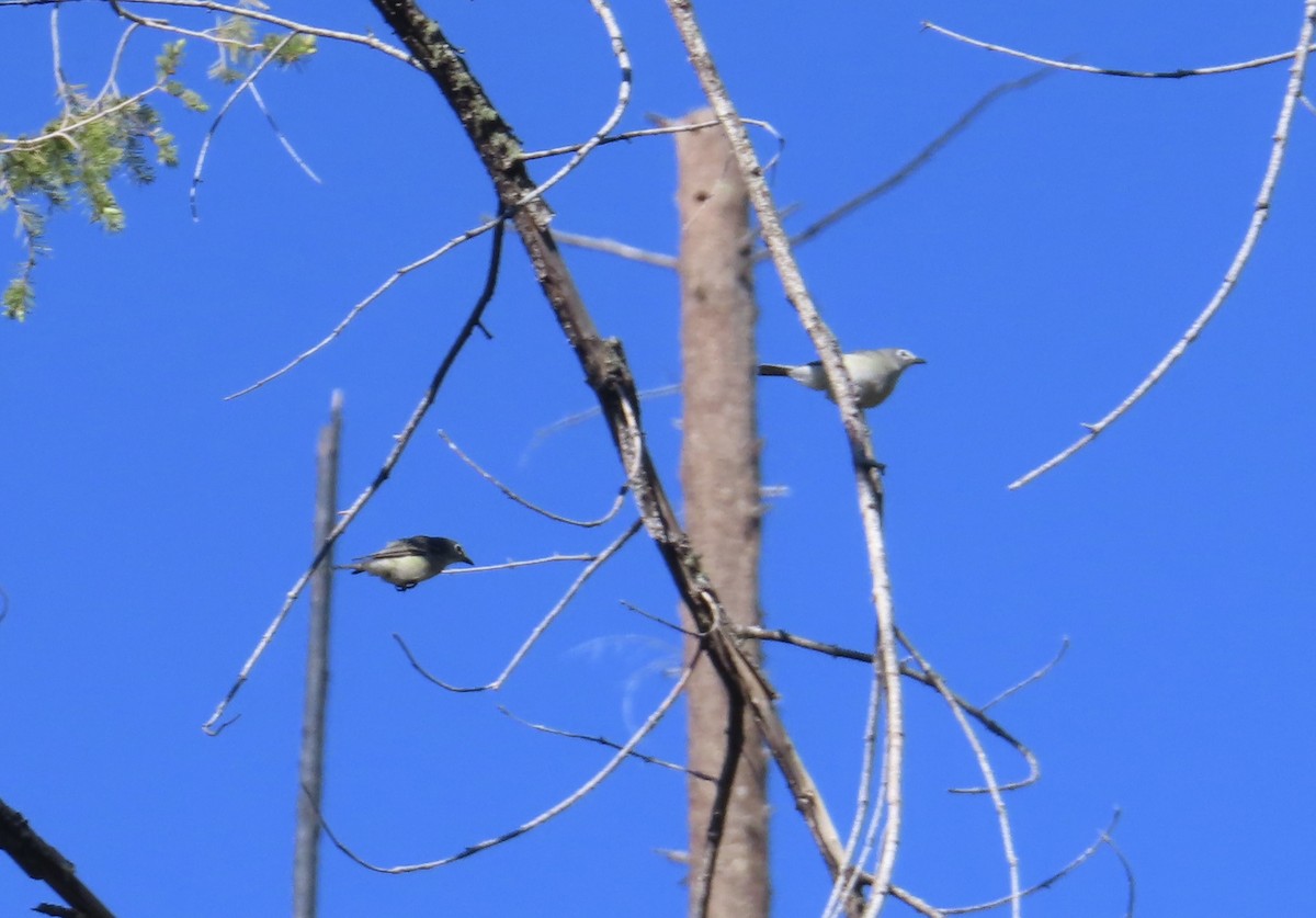 Plumbeous Vireo - Mohini Rawool-Sullivan