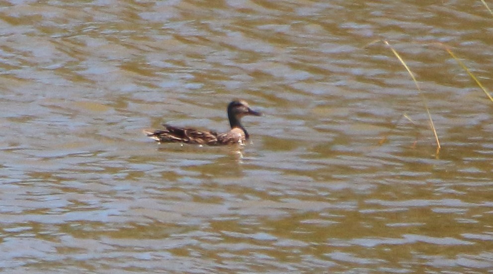 Mallard - bousquet francois