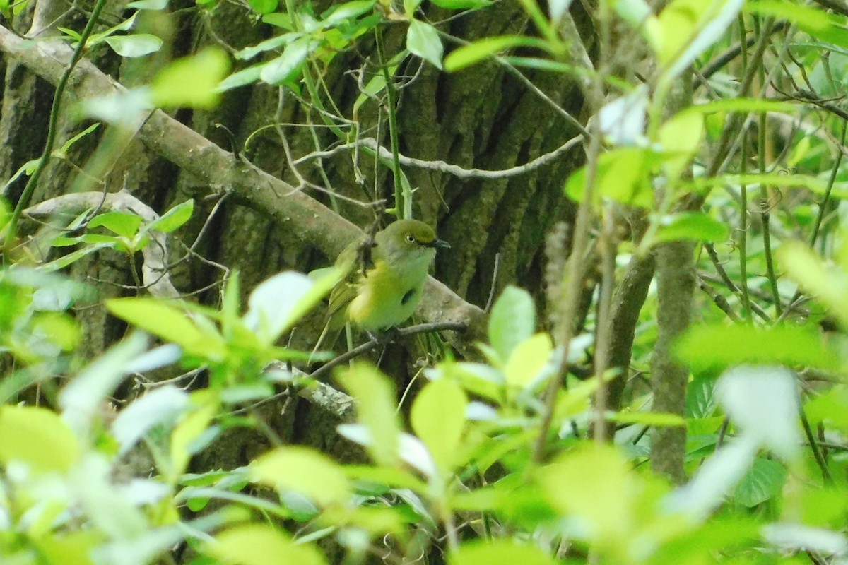 White-eyed Vireo - Eddie Politz