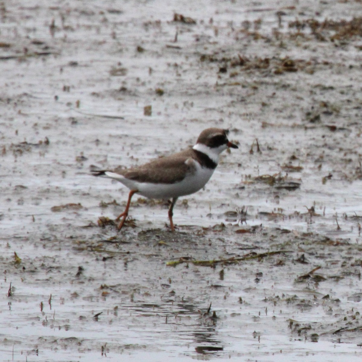 Semipalmated Plover - ML619298212