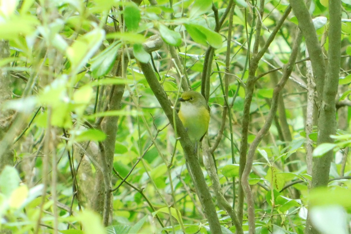 White-eyed Vireo - Eddie Politz