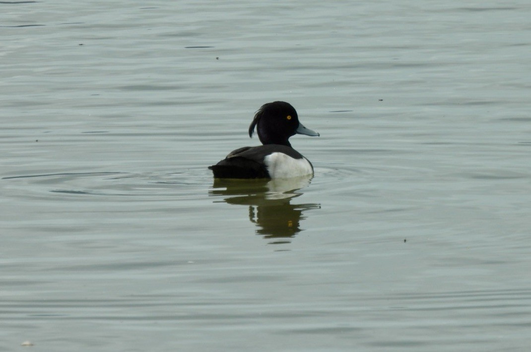 Tufted Duck - ML619298219