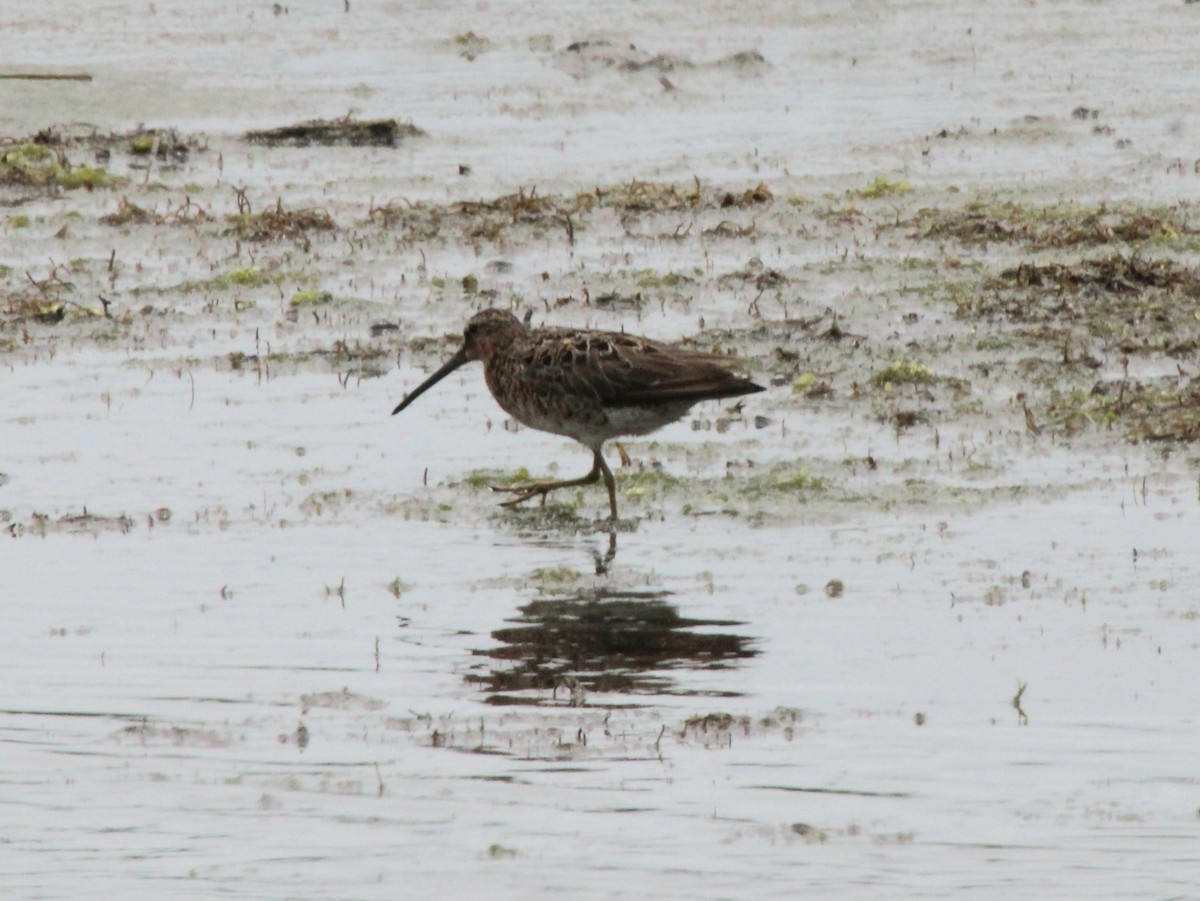 Short-billed Dowitcher - ML619298222