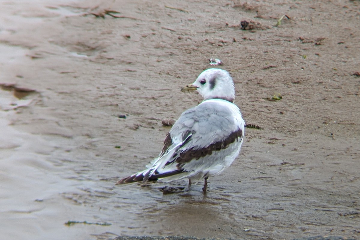 Black-legged Kittiwake - Louis Backstrom