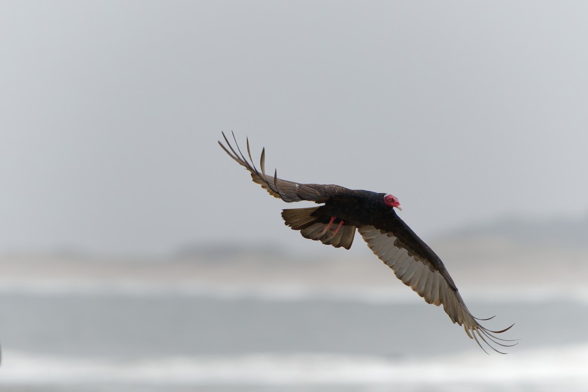 Cathartes sp. - Tomas Machado