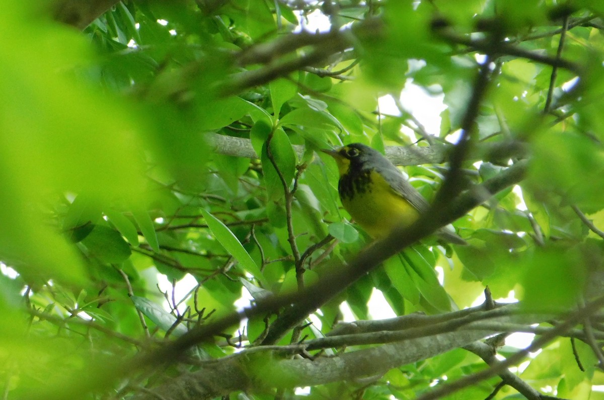 Canada Warbler - Eddie Politz