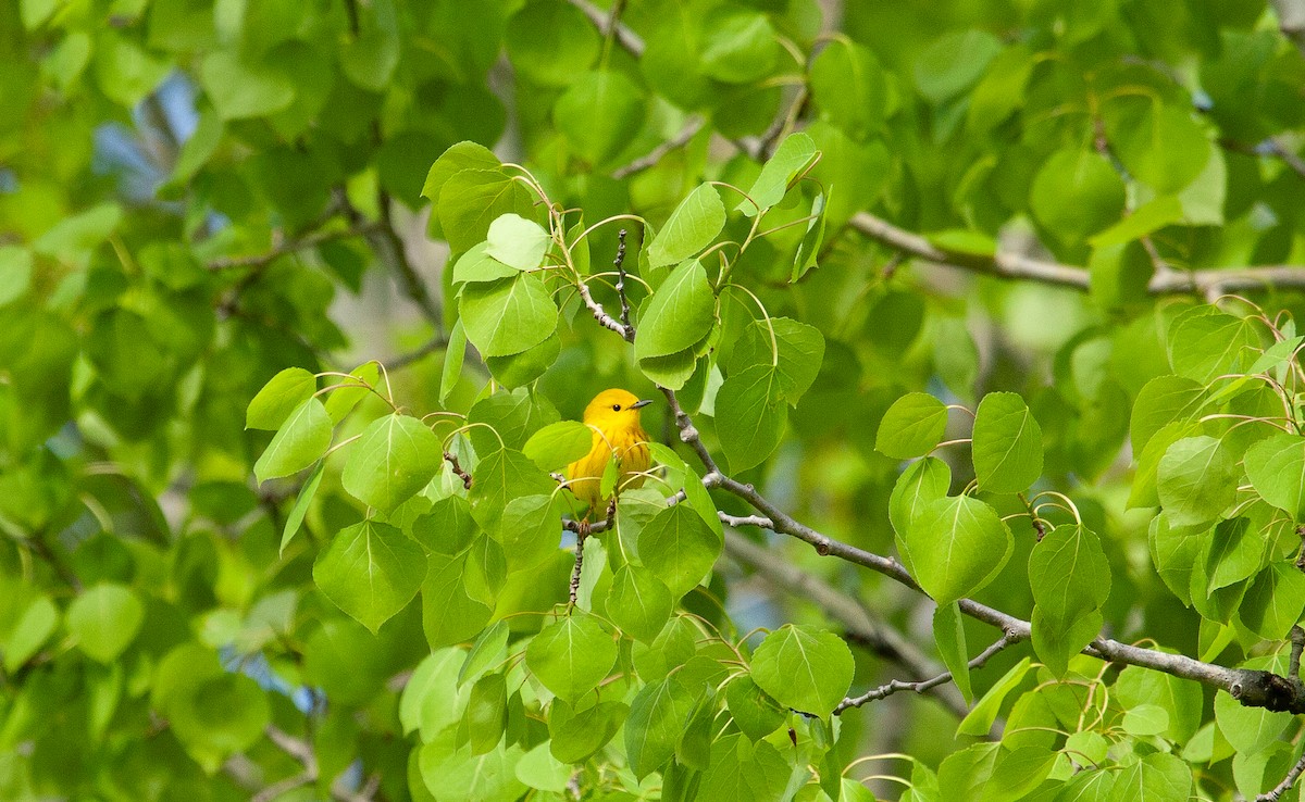 Yellow Warbler - Catherine Paquet