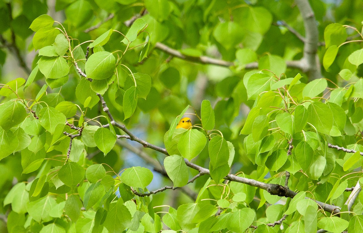 Yellow Warbler - ML619298275