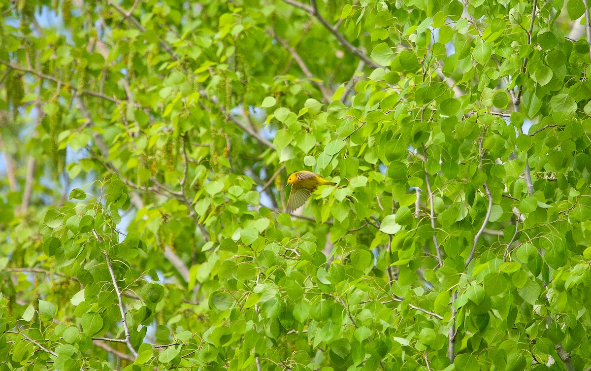 Yellow Warbler - Catherine Paquet