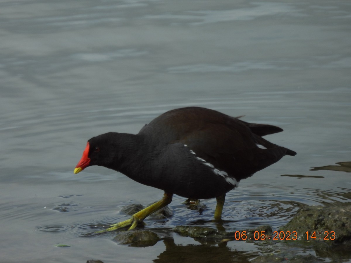 Eurasian Moorhen - ML619298281