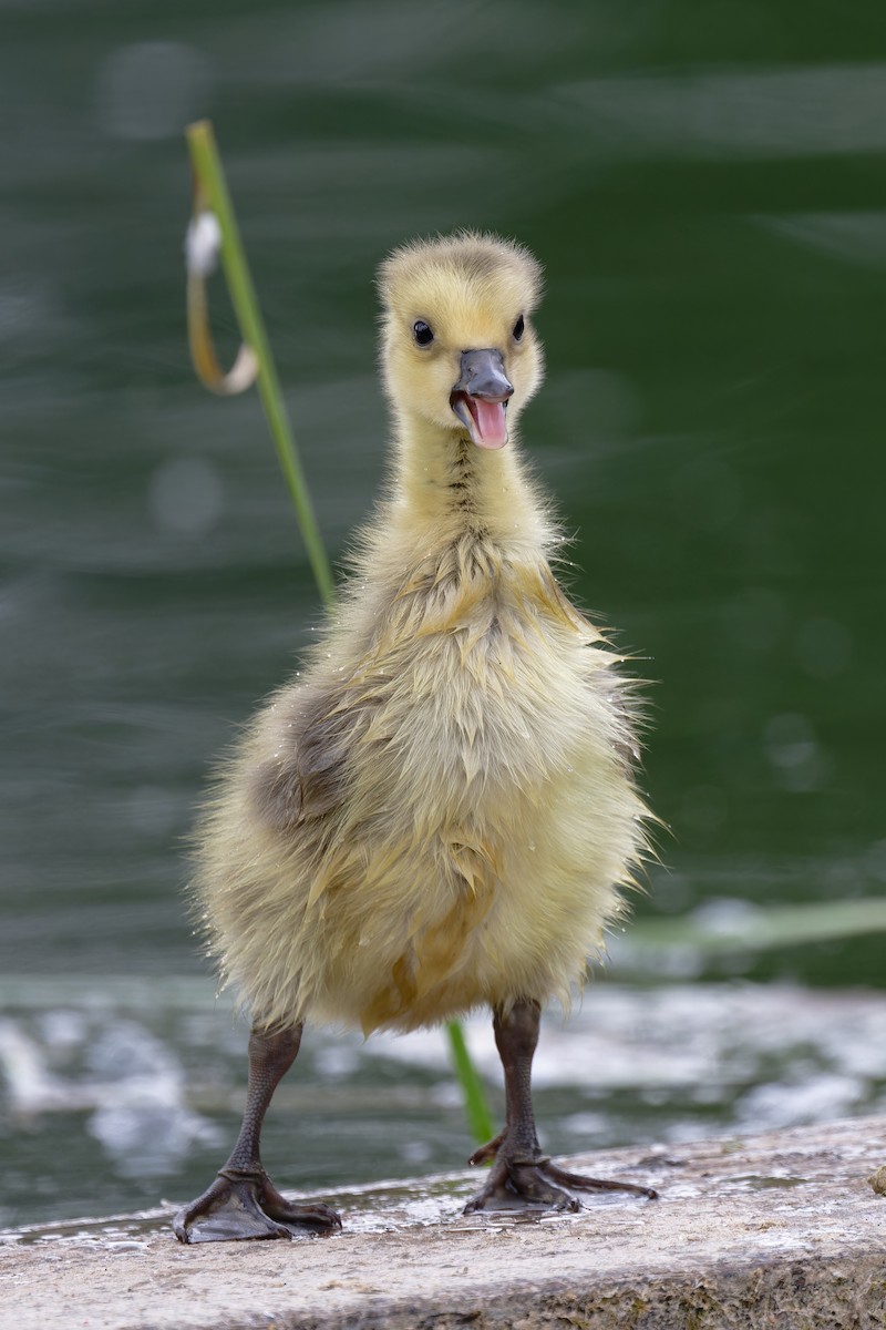 Canada Goose - Andreas Stadler