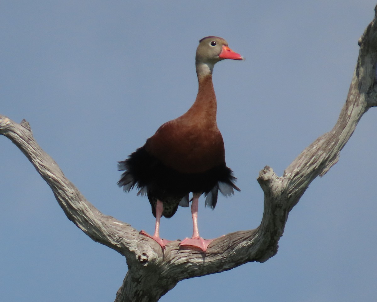 Black-bellied Whistling-Duck - Laurie Witkin