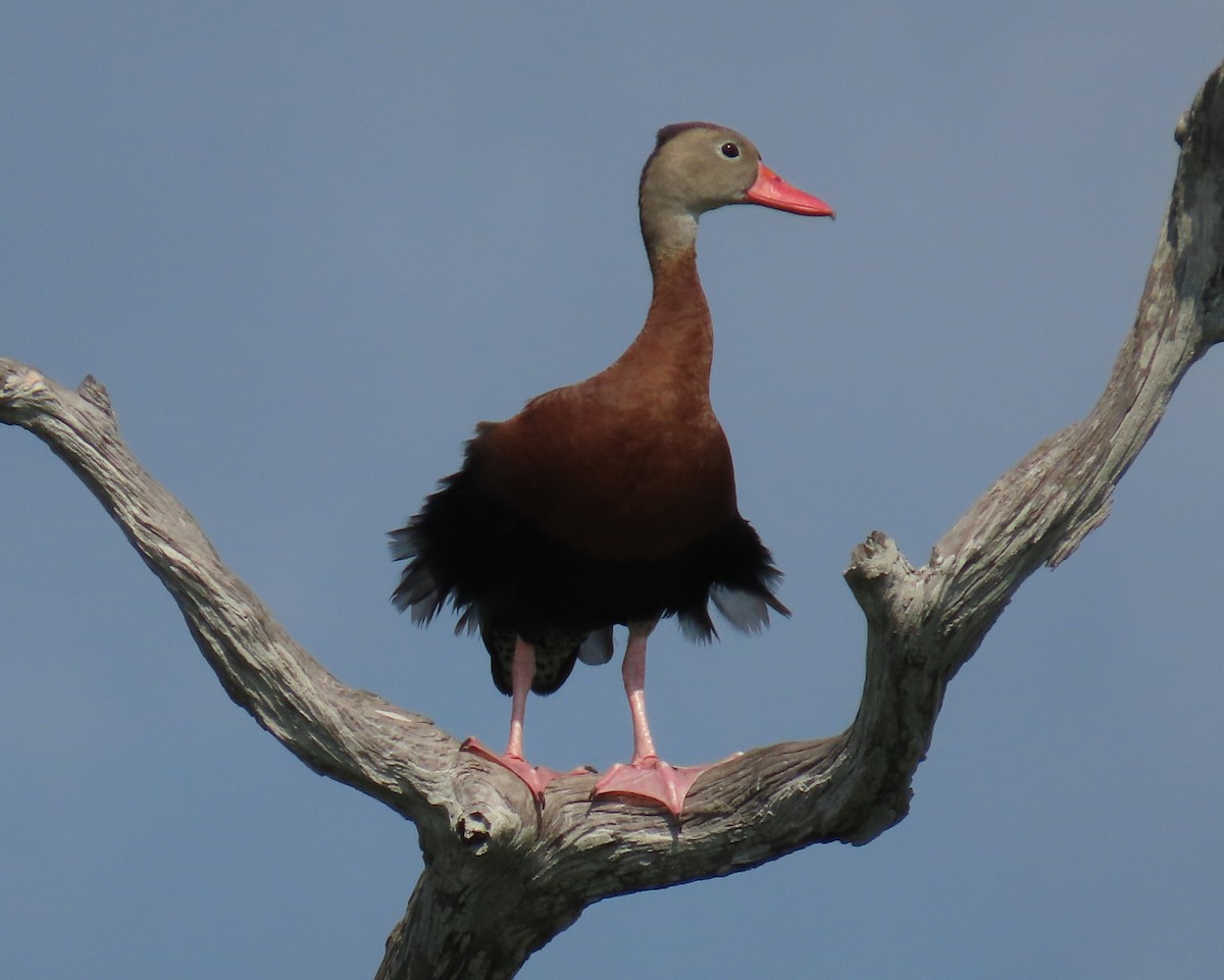 Black-bellied Whistling-Duck - Laurie Witkin