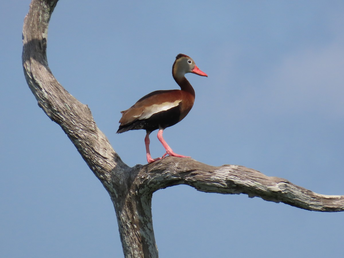 Black-bellied Whistling-Duck - Laurie Witkin