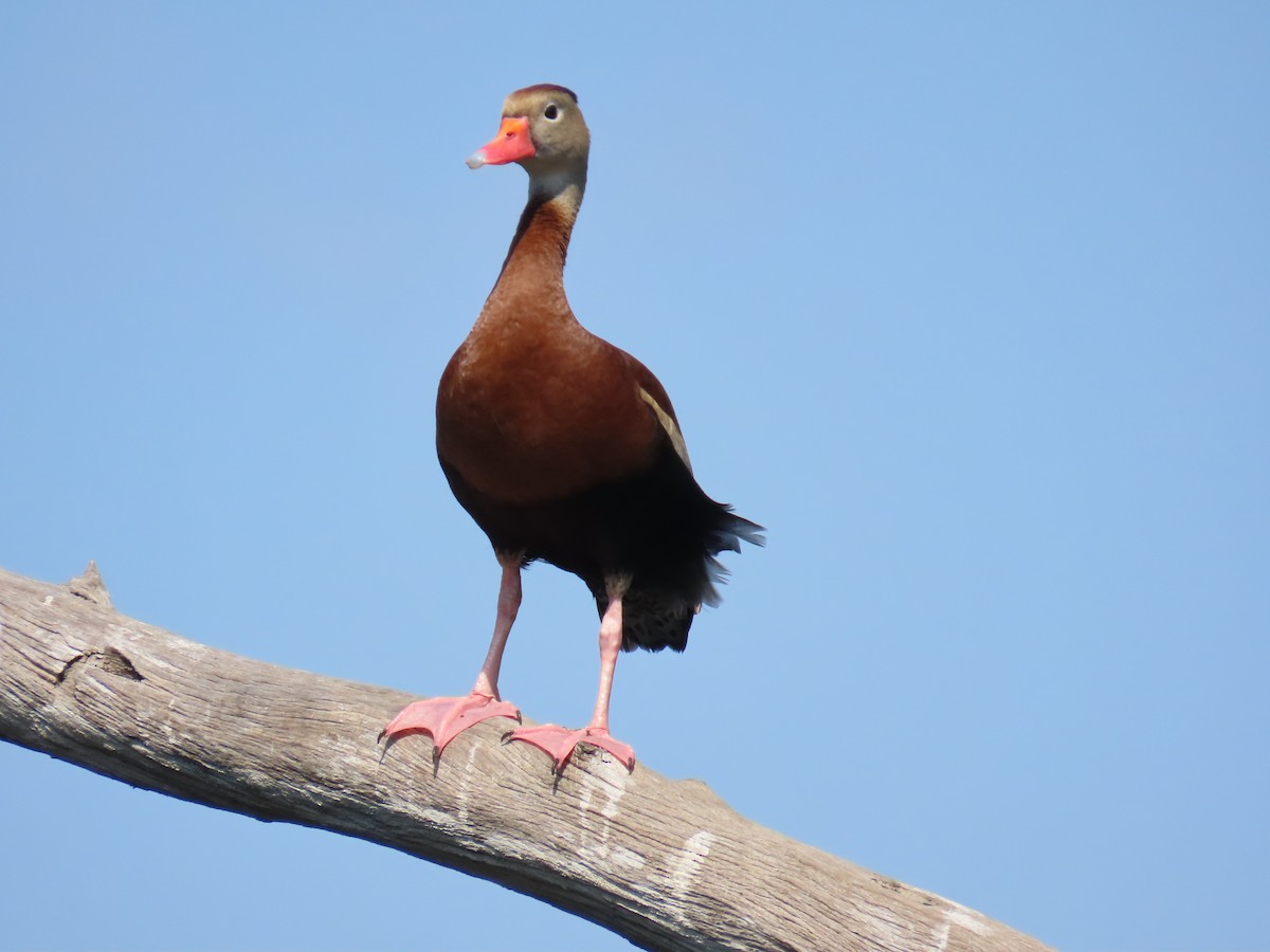 Black-bellied Whistling-Duck - Laurie Witkin