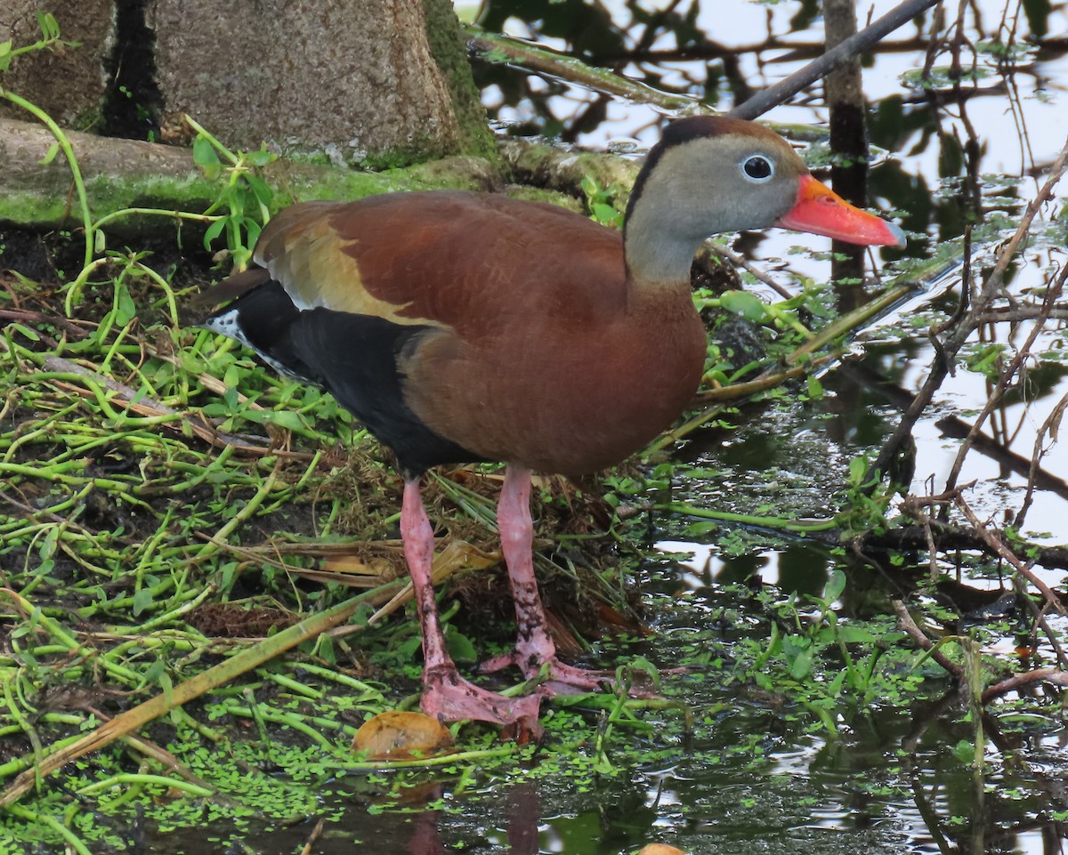 Black-bellied Whistling-Duck - Laurie Witkin