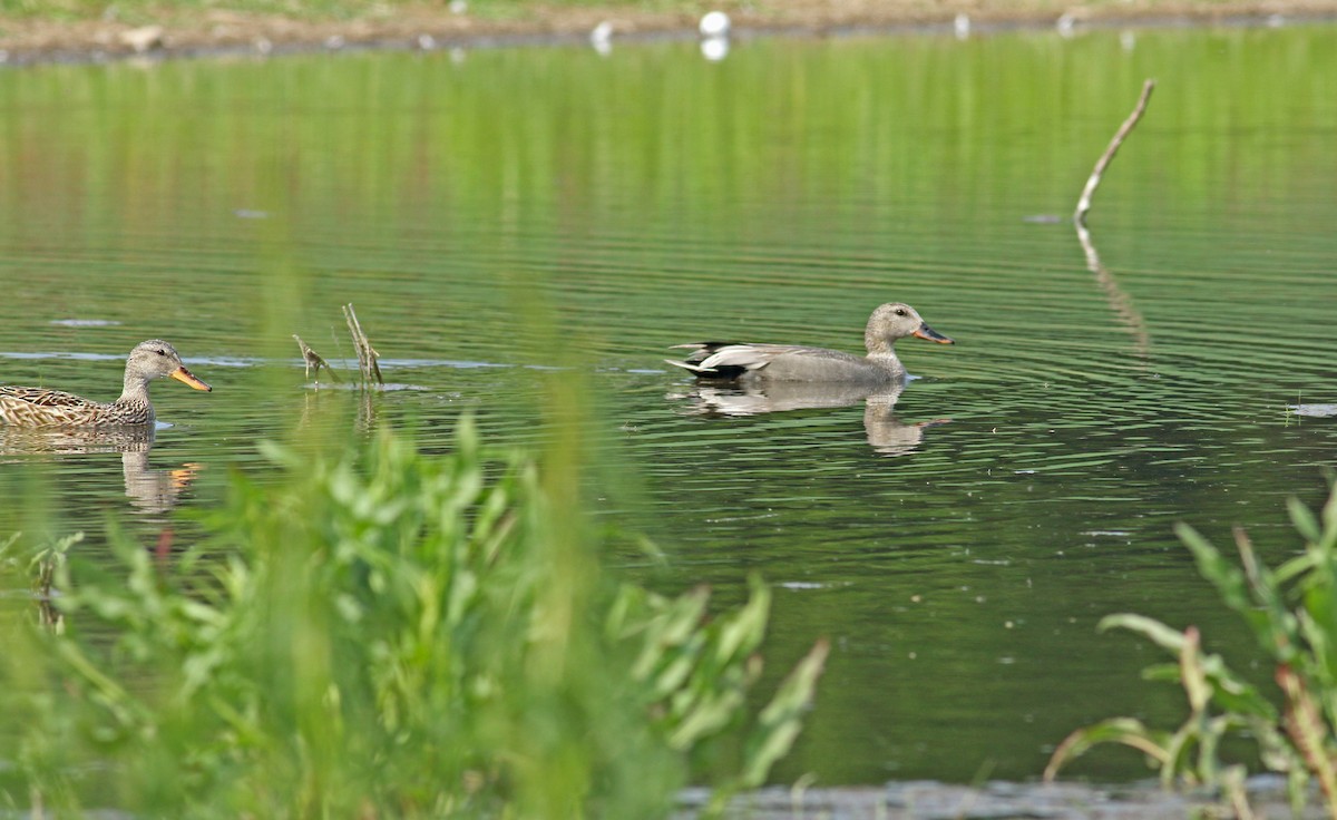 Gadwall - Andrew Steele