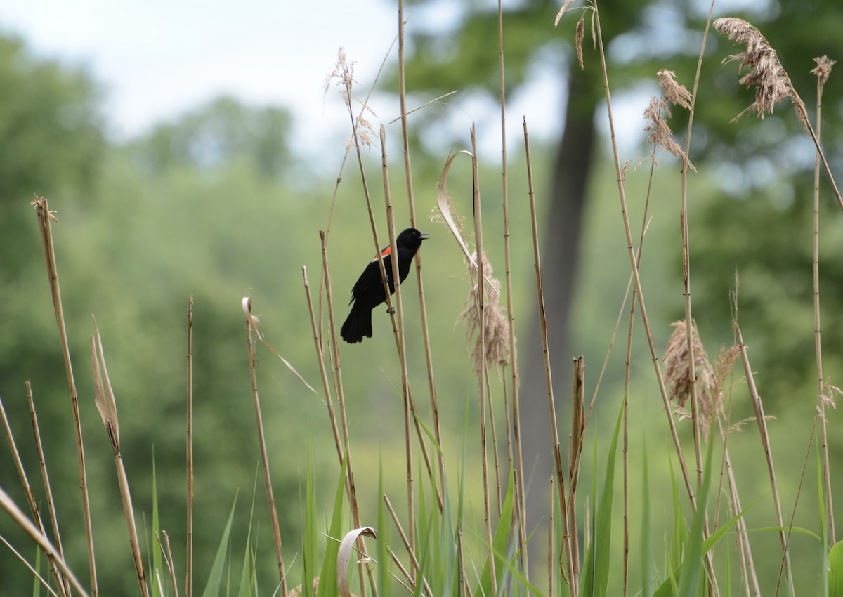 Red-winged Blackbird - ML619298300