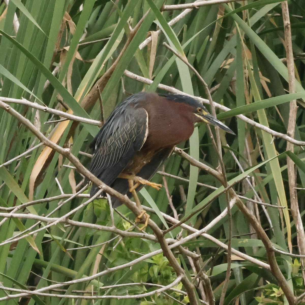 Green Heron - Jeff Taylor