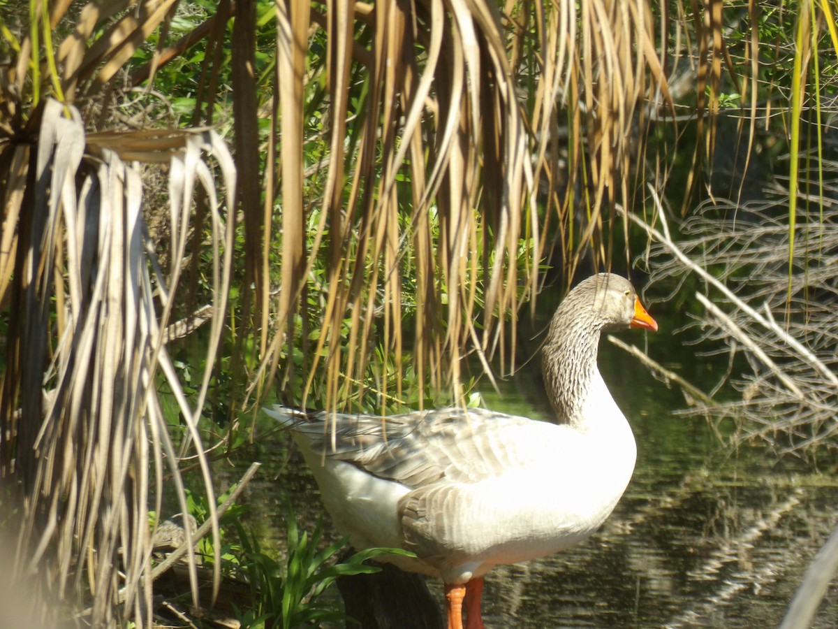 Graylag Goose (Domestic type) - Jerhemy Lonzo