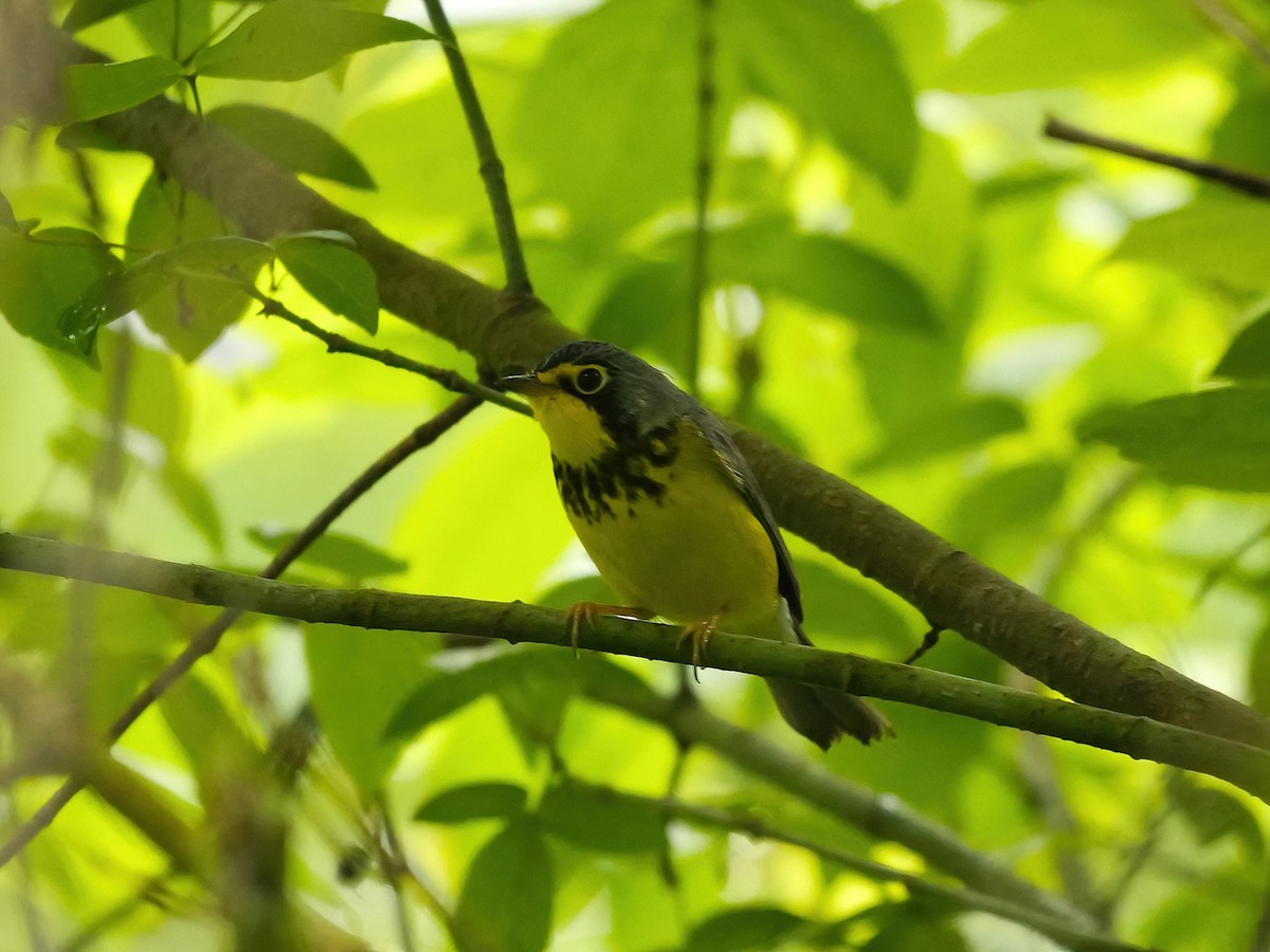 Canada Warbler - ML619298313