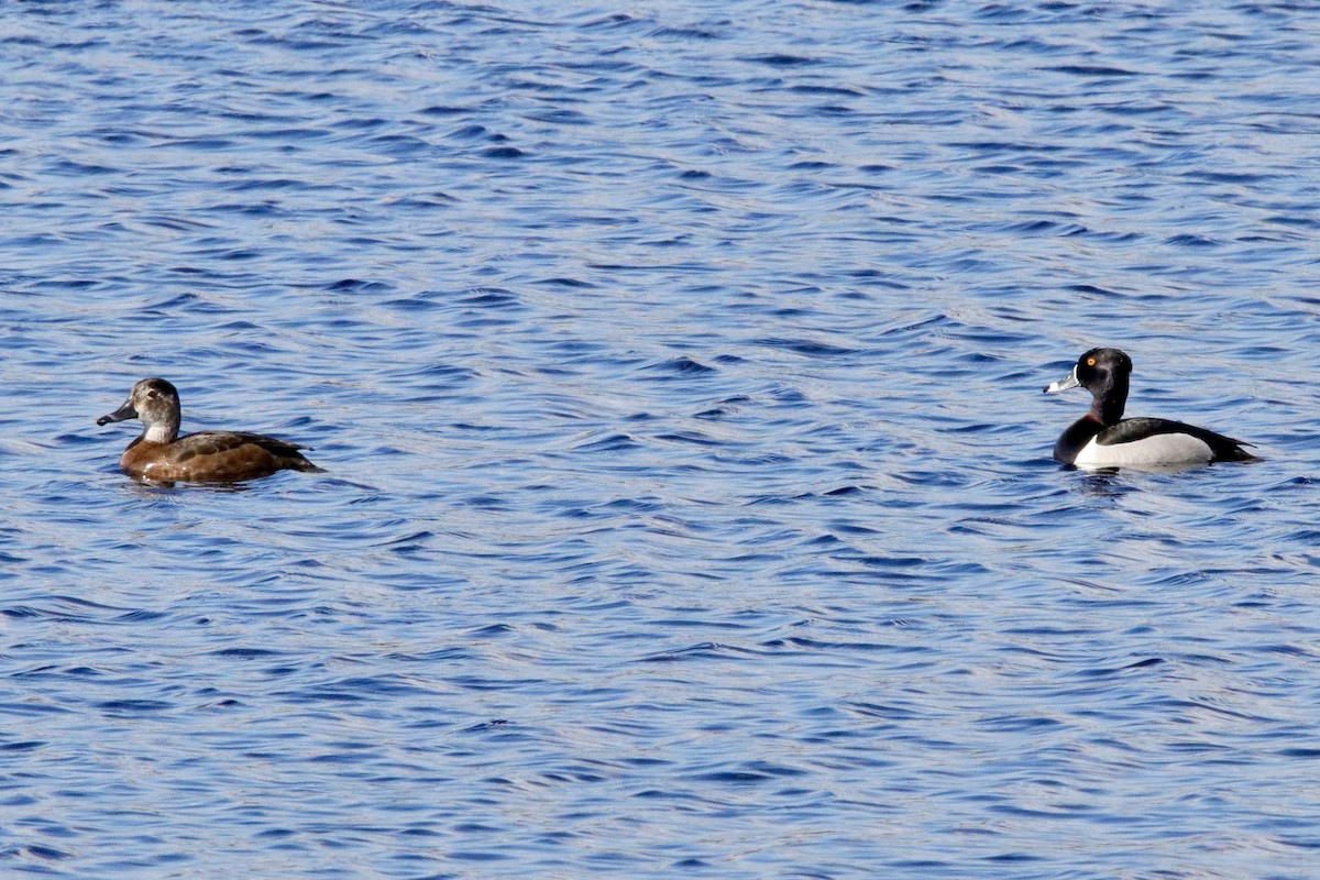 Ring-necked Duck - Jay & Judy Anderson