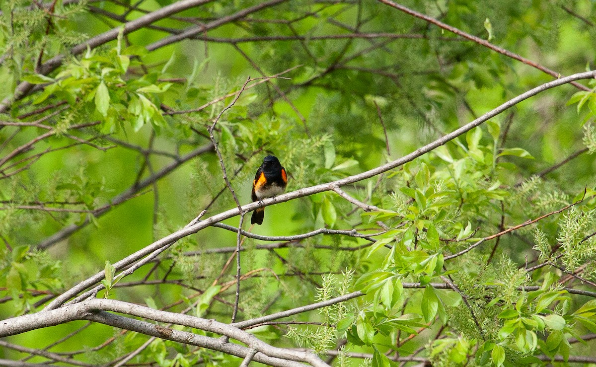 American Redstart - Catherine Paquet