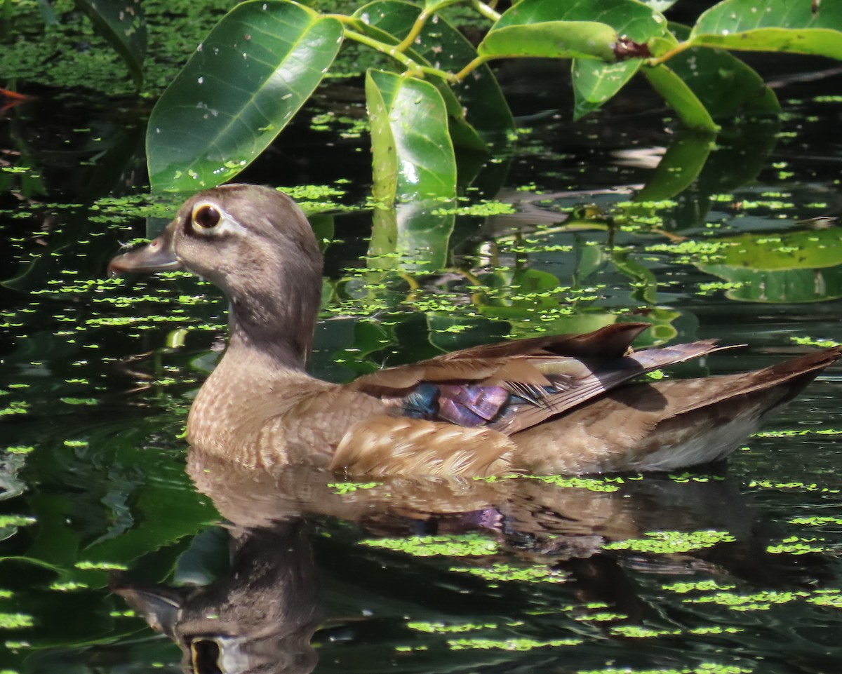 Wood Duck - Laurie Witkin