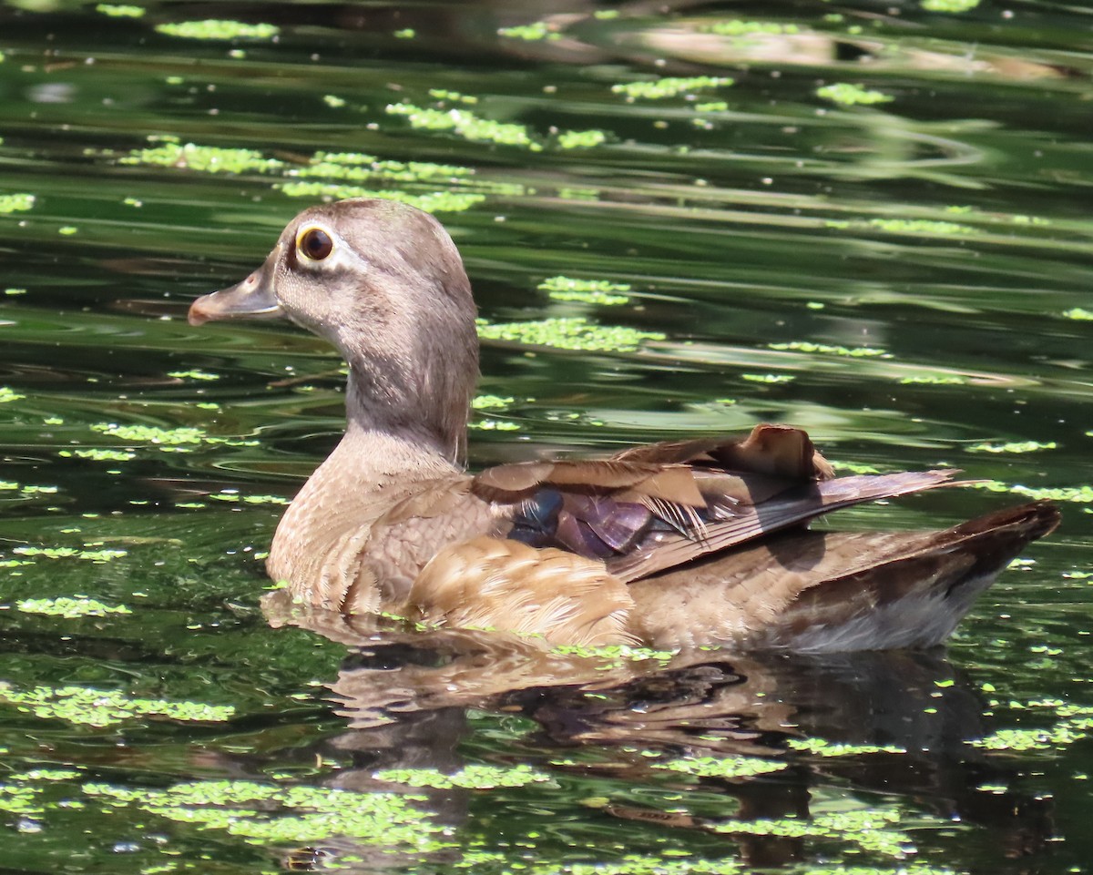 Wood Duck - Laurie Witkin