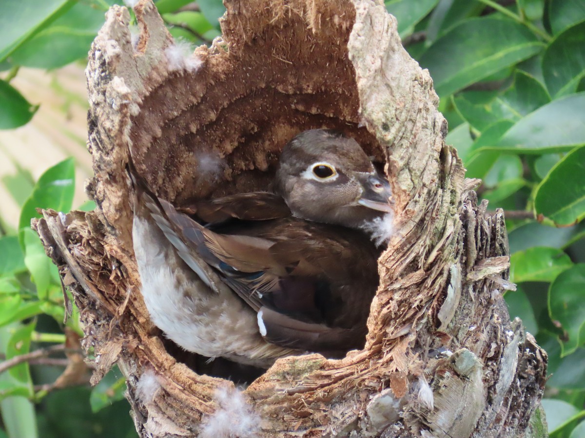 Wood Duck - Laurie Witkin