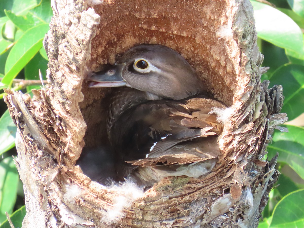 Wood Duck - Laurie Witkin