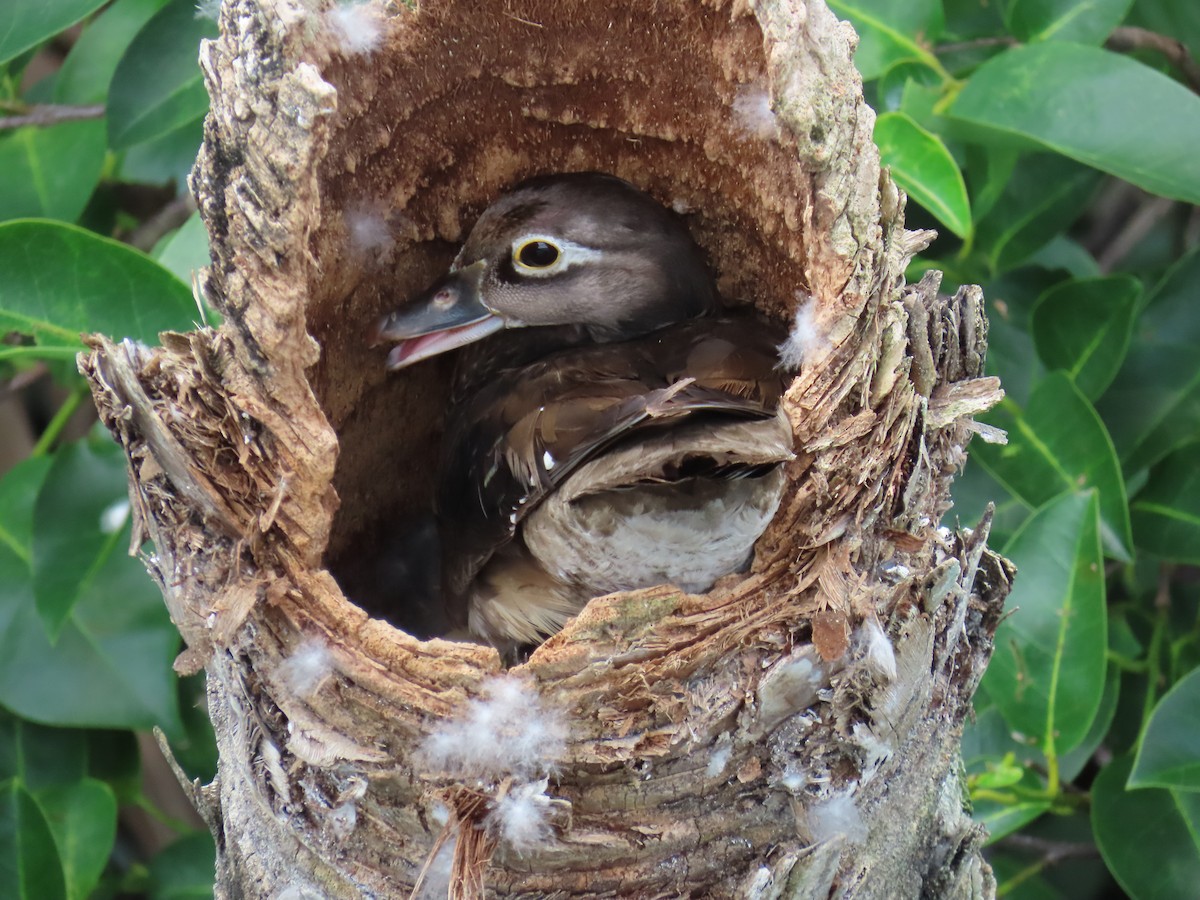 Wood Duck - Laurie Witkin