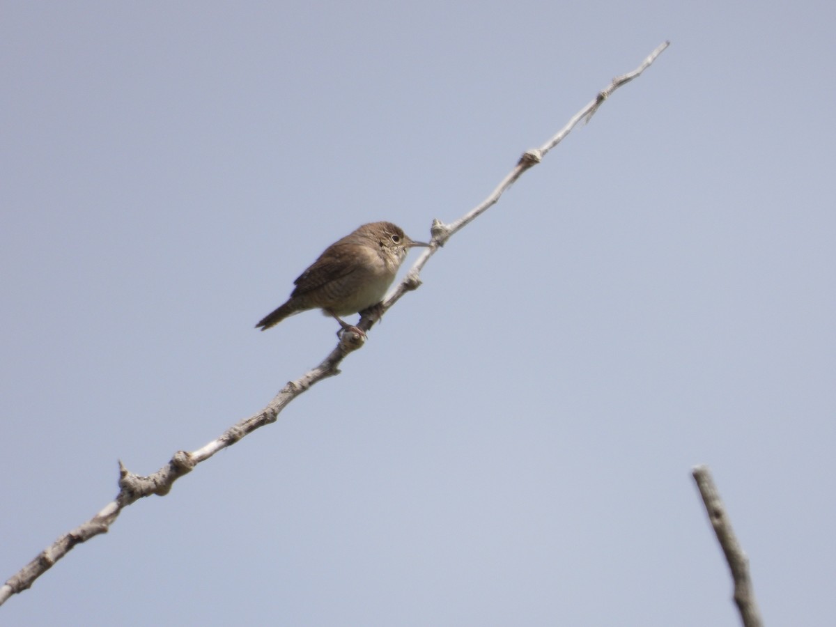 House Wren - Gerard Nachtegaele