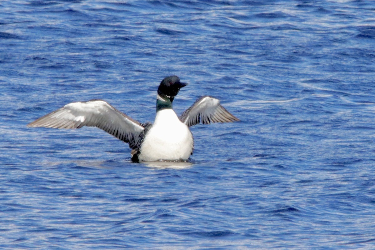 Common Loon - Jay & Judy Anderson