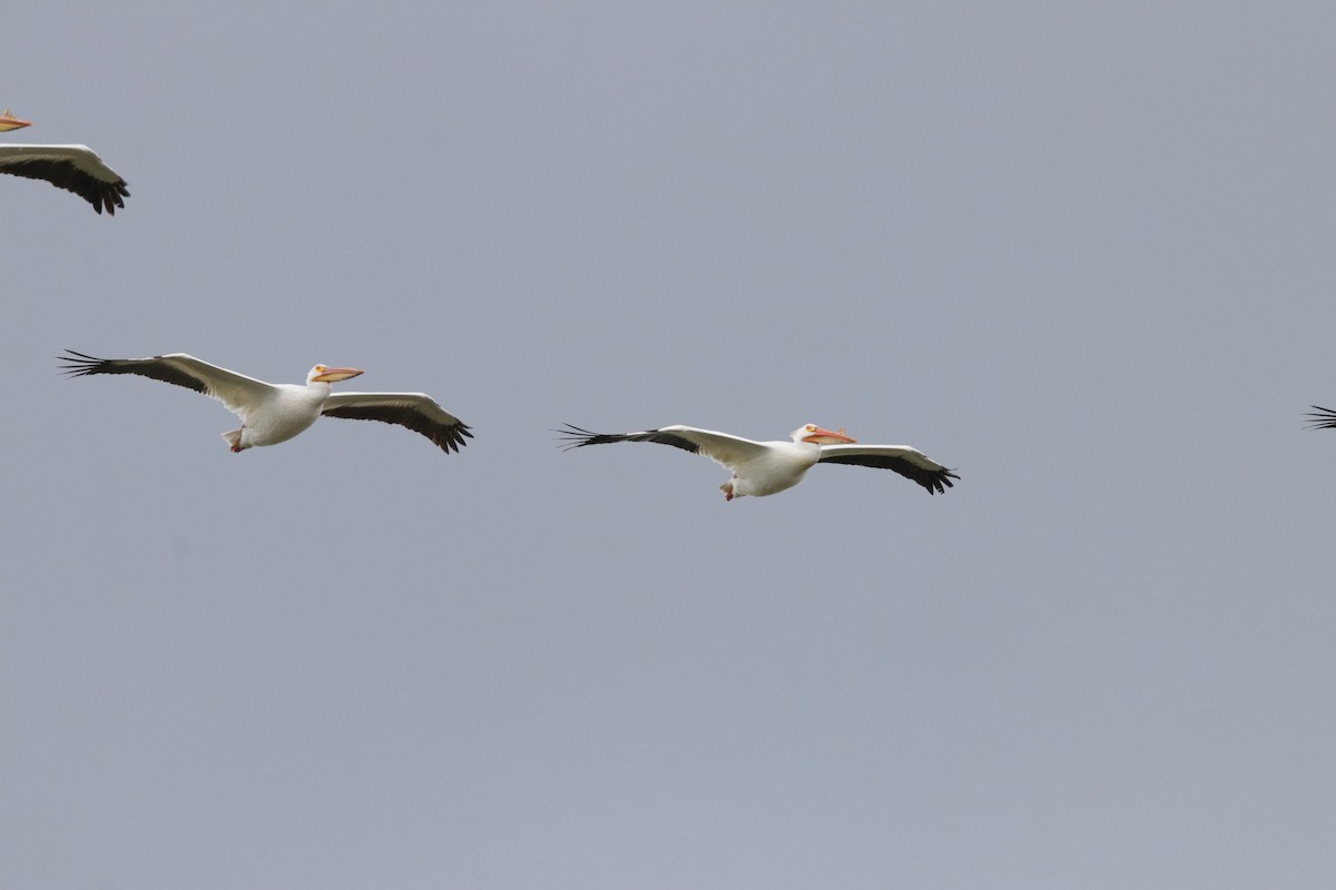 American White Pelican - Jay & Judy Anderson