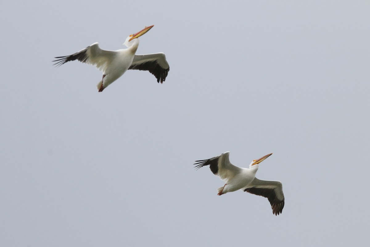 American White Pelican - Jay & Judy Anderson