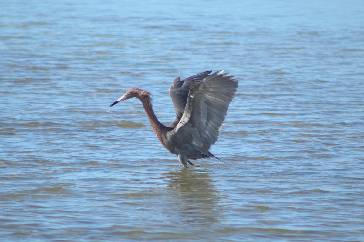 Reddish Egret - William Huggins