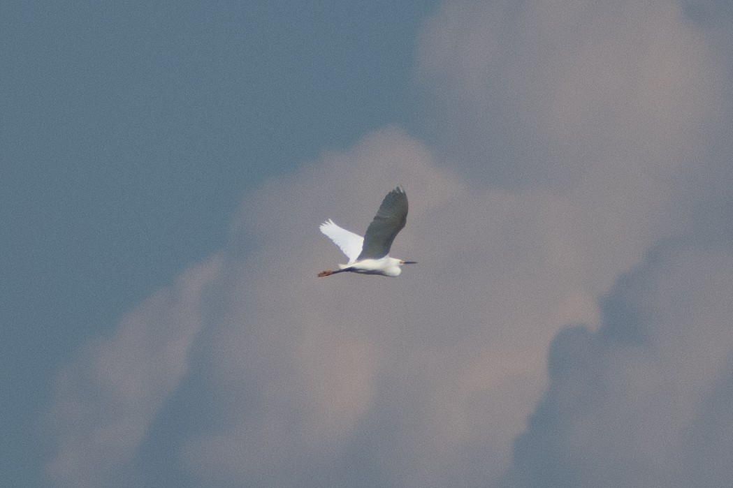 Snowy Egret - Albert Jackson