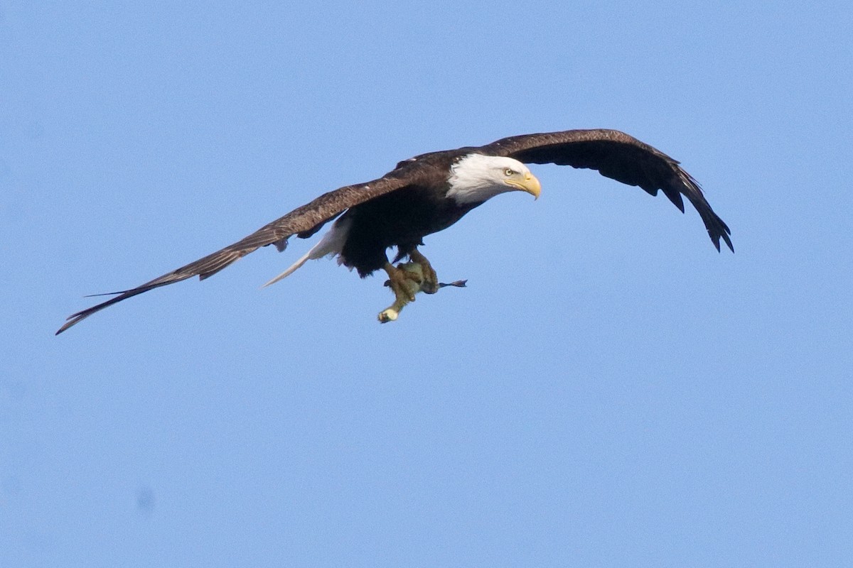 Bald Eagle - Jay & Judy Anderson