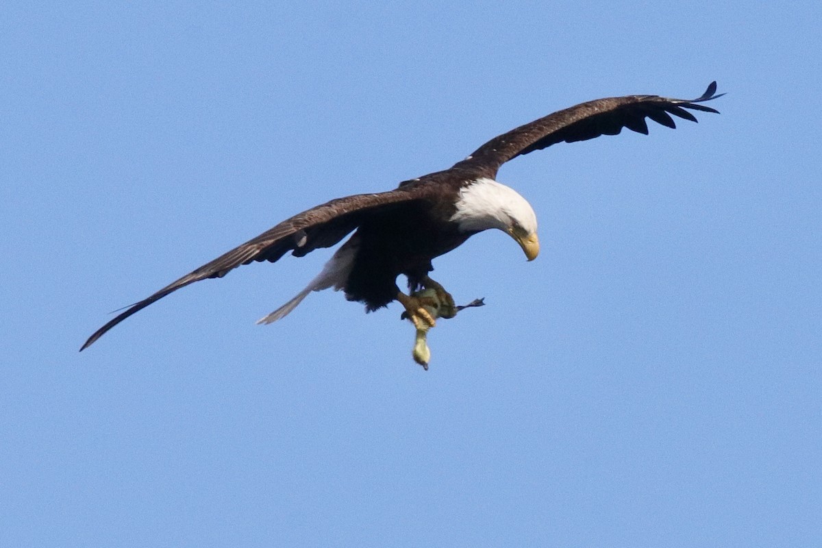 Bald Eagle - Jay & Judy Anderson